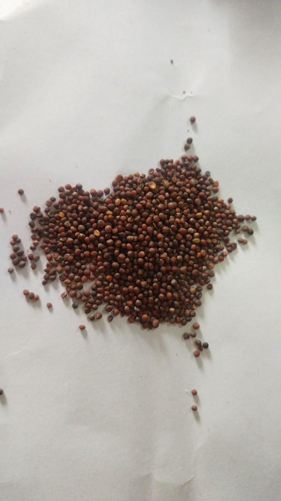 Hybrid Organic Broccoli Seeds (Pack of 80)