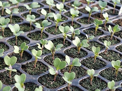 Hybrid Organic Broccoli Seeds (Pack of 80)