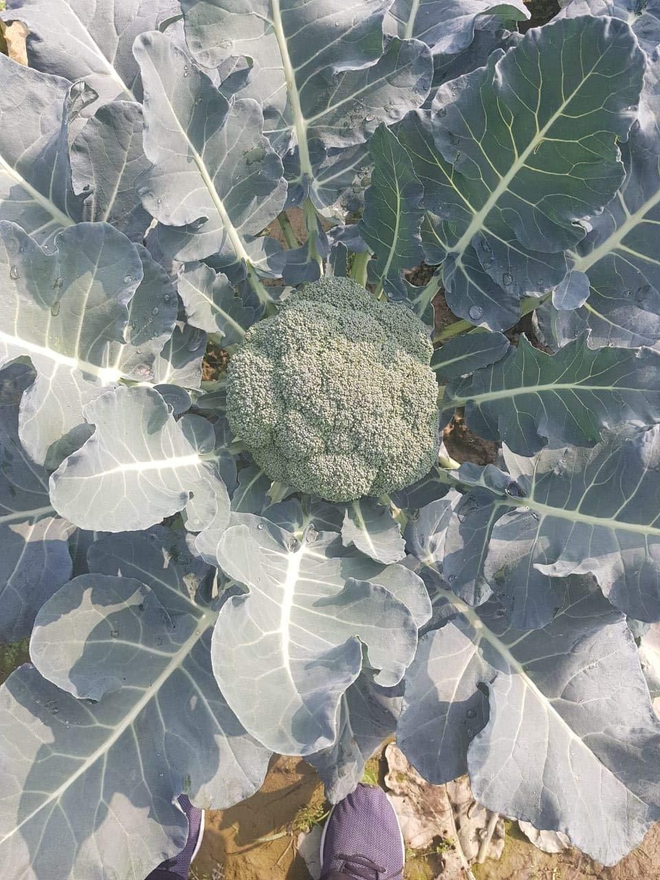 Hybrid Organic Broccoli Seeds (Pack of 80)