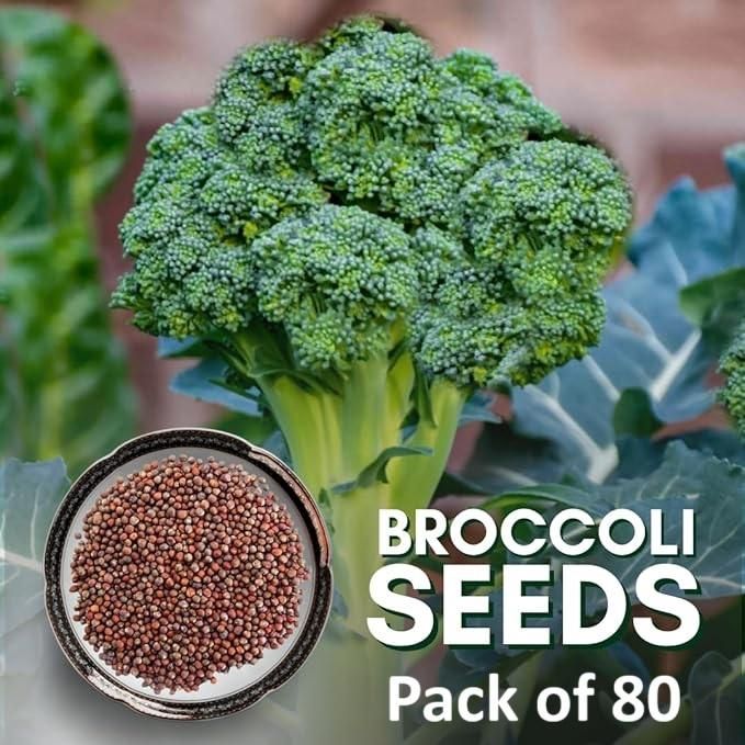 Hybrid Organic Broccoli Seeds (Pack of 80)